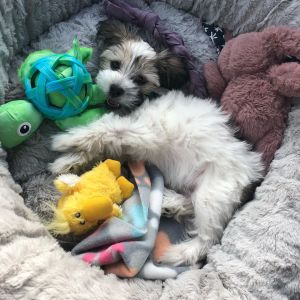 65307480_153734912429749_7517660266172613674_n(1)